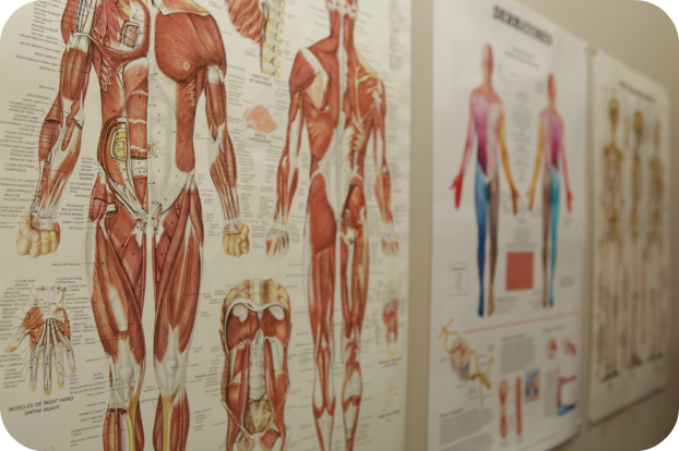 Anatomy Posters