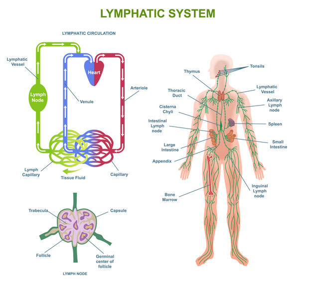 Lymphatic Drainage